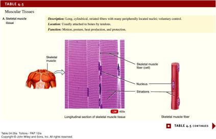 Muscular Tissue Consists of elongated cells called muscle fibers or myocytes Cells use ATP to generate force Several functions of muscle tissue Classified into 3 types: skeletal, cardiac, and smooth