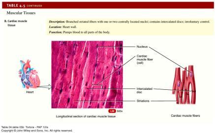 Muscular Tissue Cardiac muscle tissue Have striations Involuntary movement or