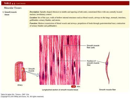 muscle tissue Smooth Muscle Tissue Walls of hollow internal structures Blood