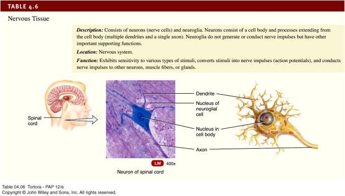 Nervous Tissue Consists of two principle types of cells Neurons or nerve cells Neuroglia Excitable Cells Neurons and muscle fibers Exhibit electrical excitability The ability to respond to certain