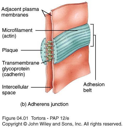 Adherens Junctions Dense layer of proteins called plaque Resist separation of cells during contractile activities Located inside of the plasma membrane attached to both
