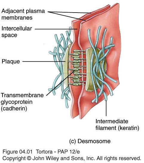 belts encircle the cell Desmosomes Contain plaque and cadherins that extends into the intercellular space to attach adjacent cells together Desmosome plaque attaches to