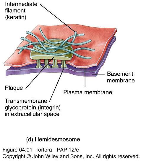 Hemidesmosomes Resemble half of a desmosome Do not link adjacent cells but anchor cells to the basement membrane Contains transmembrane glycoprotein integrin