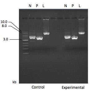 DNA gel electrophoresis was used to verify successful extraction of each plasmid. DNA gel electrophoresis was performed with DNA plasmids N, P, and L (Fig.