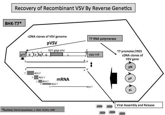 VSVInd(GML)HIV-1gag-env was assembled and released as a recombinant virus.
