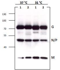 MW marker Figure 5. Expression of full VSV Ind protein; lane 1- VSV Ind no inserts, lane 2- VSV Ind(GML)HIV-1gag-env MW marker Figure 6.