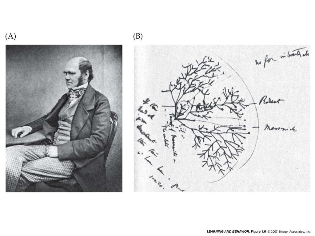 1.6 (A) Charles Darwin; (B)