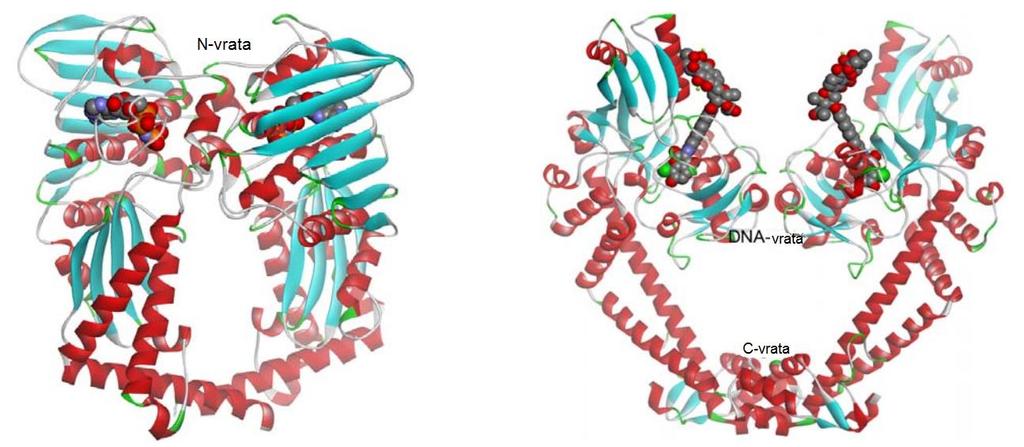 1.3.3 DNA-giraza Bakterijske topoizomeraze so encimi, ki katalizirajo spremembe v topologiji DNA. Razvrščamo jih v dve podskupini.