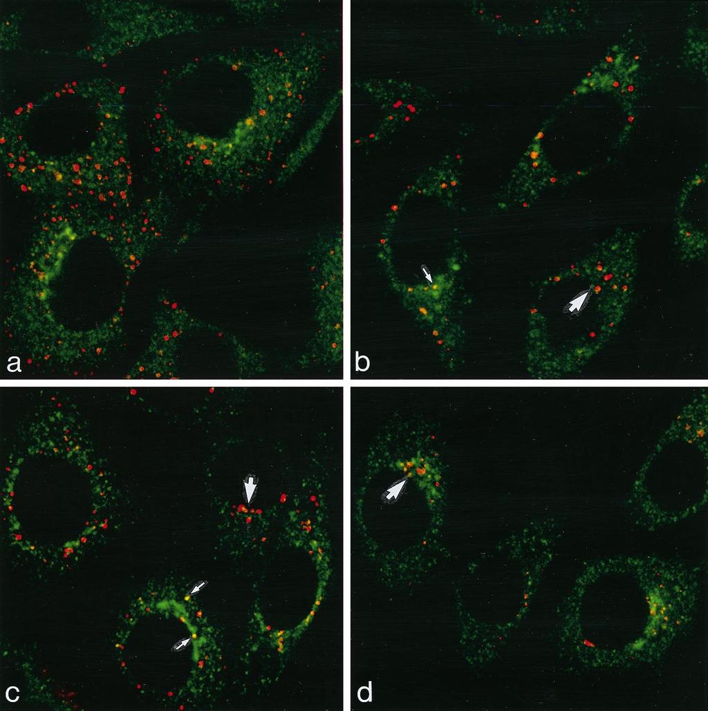 J. Hirst et al. Figure 1. Double label of M6PR and EGF en route to the lysosome. Cells were incubated with EGF-TxR (red) for 10 60 min at 37 C and were then immunolabeled for M6PR (green).