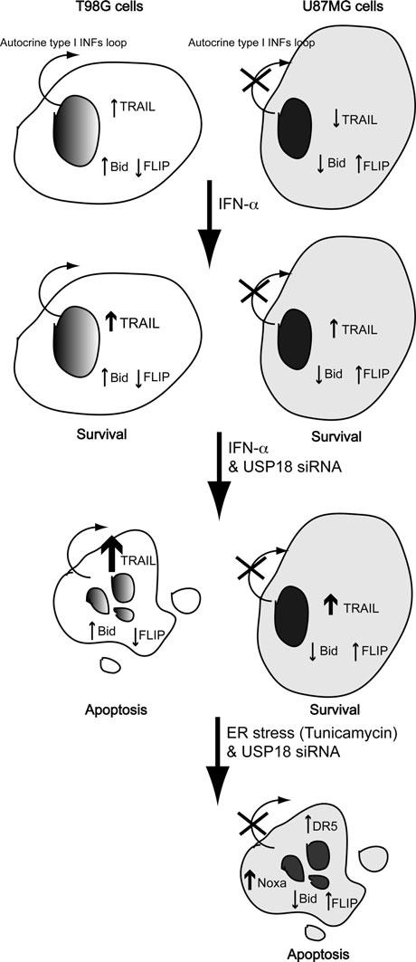 Apoptosis (2011) 16:1229 1244 1241 b Fig. 7 USP18 influence ER-stress induced cell death in U87MG cells. a Glioblastoma cell lines were treated or not for 24 h, with the indicated amounts of rtrail.