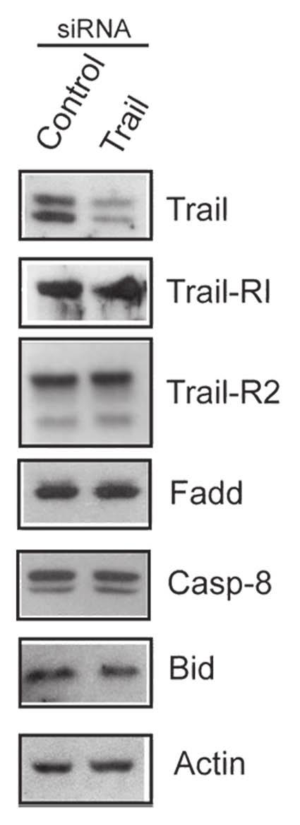 augmented. qrt-pcr analysis was performed and, as illustrated in Figure 3C, expression of TRAIL was increased in cells (sh#3 and sh#12) with reduced USP18 expression.