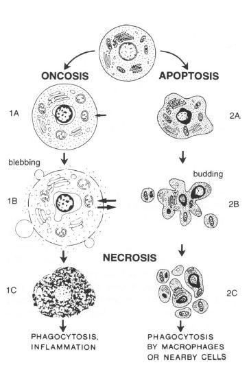 reperfusion injuries and myopathies, are characterized for the excessive cell loss by necrosis. Hence, the development of anti-necrotic drugs could result in a clinical benefit [17, 18].
