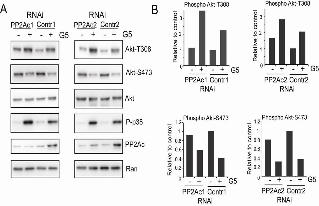 Figure 24. Akt phosphorylation at threonine 308 was increased after G5 treatment in PP2Ac silenced cells. Akt activation in U87MG/Bcl-xL cells treated with G5 and silenced for PP2Ac.
