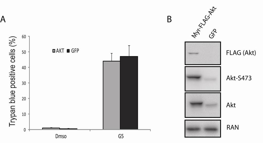 Figure 26. The constitutive form of Akt does not influence G5-mediated death of U87MG cells. A) U87MG cells overexpressing Myr-Akt or GFP were generated and next treated with G5 5µM for 24hrs.
