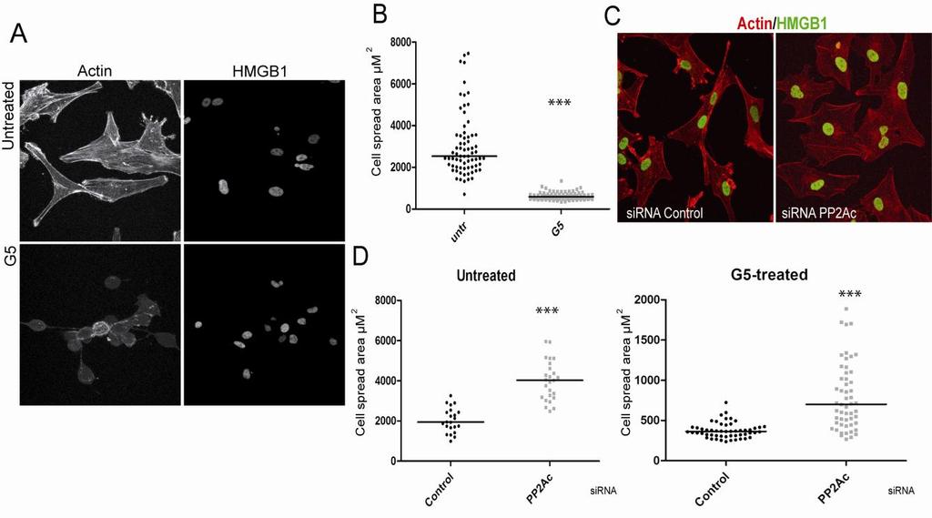 cytoplasmic or nuclear PP2Ac localization in untreated or G5 treated cells. C) Comparison between cells with cytosolic accumulation of PP2Ac and HMGB1 in G5 treated and untreated cells.