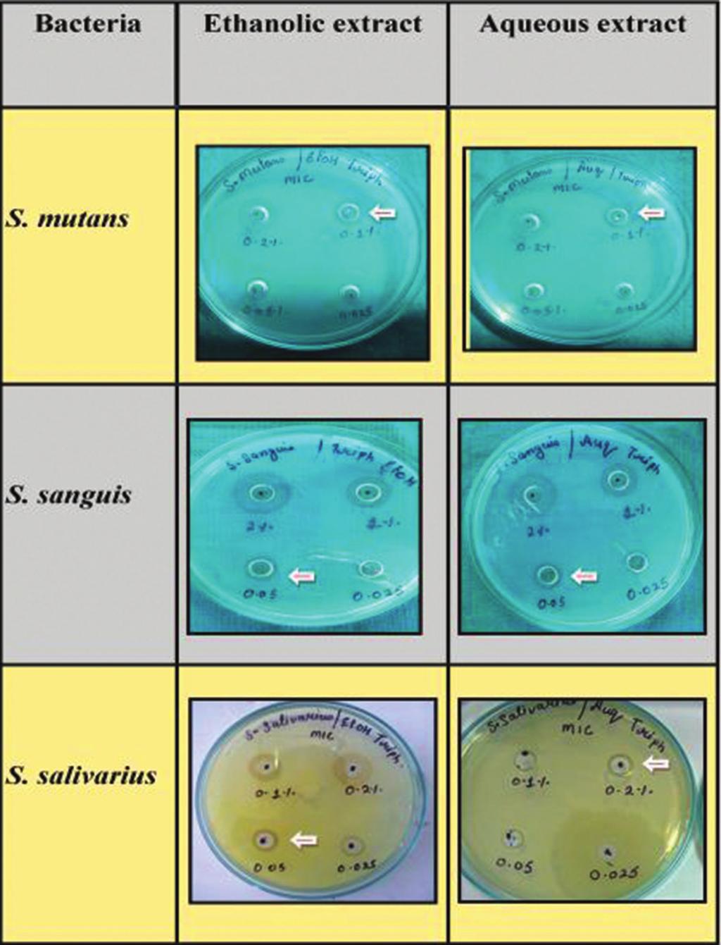 Figure 2: Minimum inhibitory concentration of the ethanloic and aqueous s of Triphala on Streptococcus mutans, Streptococcus sanguis and Streptococcus salivarius Both aqueous and ethanolic s of