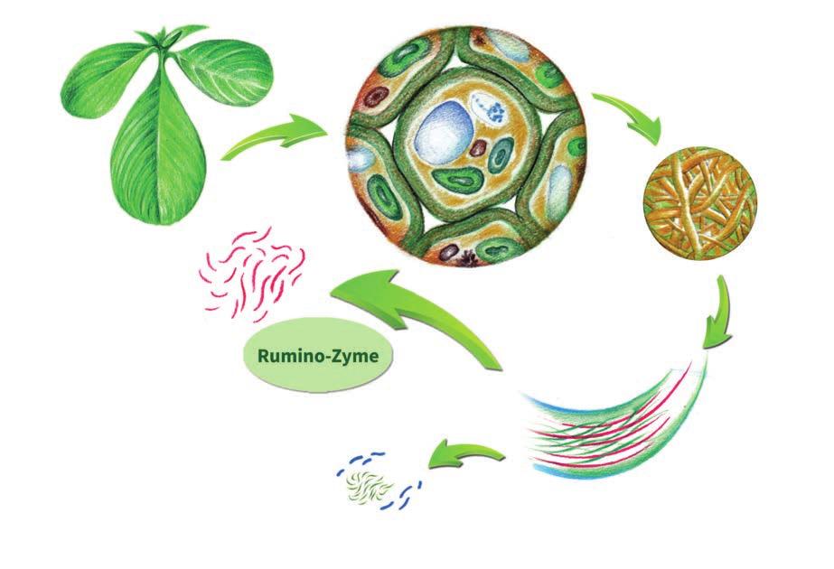 Rumino-Zyme Feed additive for improving the feed utilization and energy balance Even though ruminants have a very good fiber digestive system, the microflora of the rumen cannot utilize the feed s
