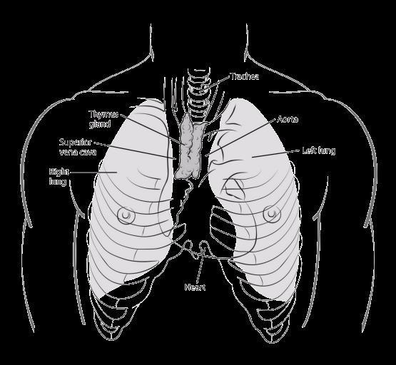 The superior vena cava (SVC), a large vein that carries blood from the head and arms back to the heart, passes next to the thymus.
