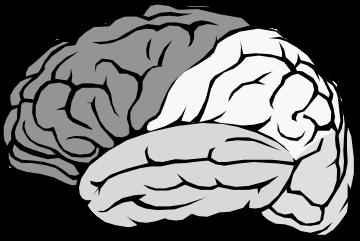 Cerebrum Largest part of the brain, composed of 2 hemispheres and 4