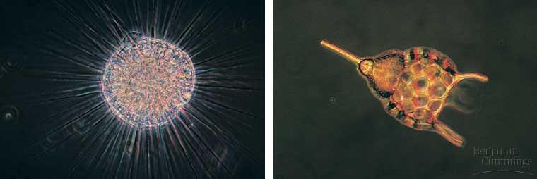 Supergroup: Rhizaria Clade 2 :Radiolarians (fused plates