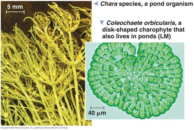 Supergroup: Archaeplastida Clade 2 : Charophytes Similar to higher plants in color