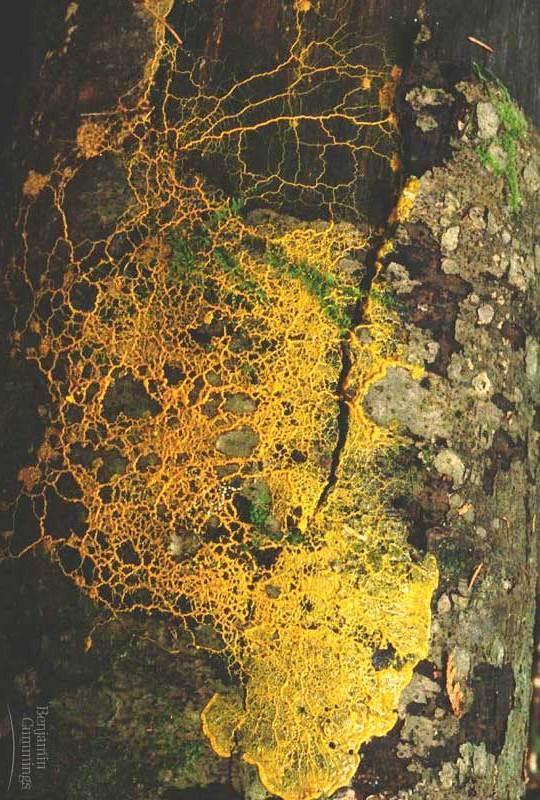 Supergroup: Unikonts Clade 1 : Amoebozoans Clade 2 : The Slime Molds Clade 3 :