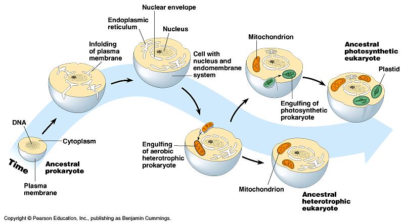 Origin of Eukaryotes