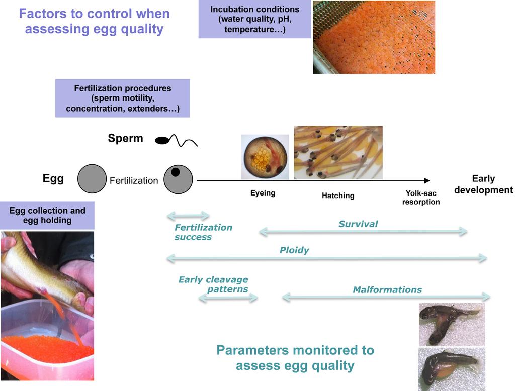 Figure 1. Overview of the factors that have to be controlled and parameters that are monitored when assessing egg quality.