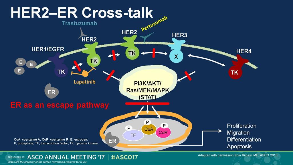 HER2 ER Cross-talk Presented By