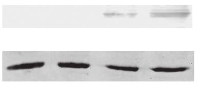 Equal loading of protein in cell lysates was determined by western blot using an anti-β-tubulin antibody. (c) expression in mouse tissues.