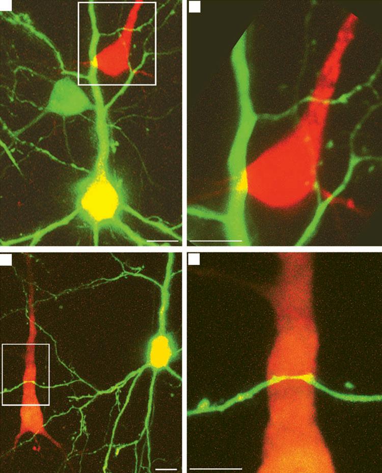 Fig. 3. Lol enriti growth is not generl result of neurotrophin overexpression. NGF onor neurons were rete y o-trnsfeting neurons with NGF n RFP.