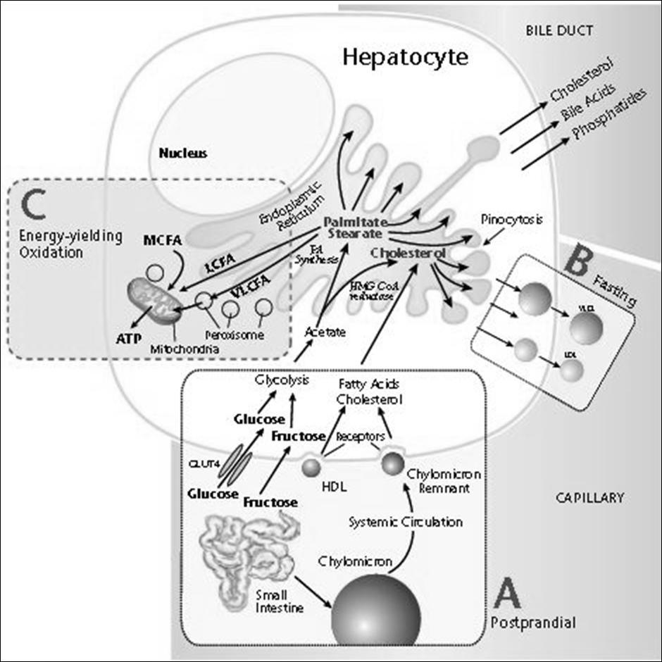 Hepatocyte Regulation of Blood Lipids Reprinted with permission: Lord RS, Bralley JA, eds.