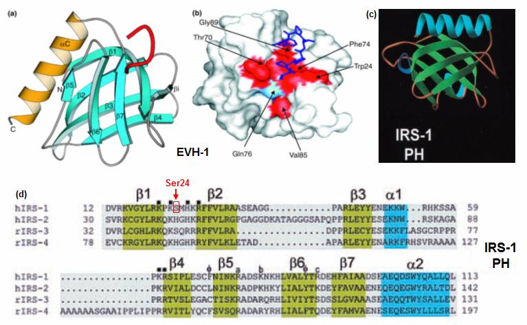 Figure 2-4. Structures of VASP EVH-1 domain and IRS-1 PH domain. (a) Secondary structure of VASP EVH-1 domain (figure shown on online website).