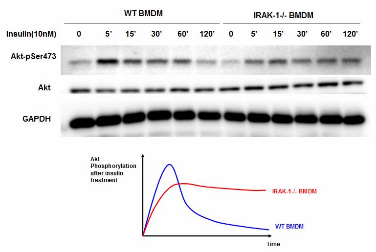 Figure 4-1. IRAK-1 is involved with the regulation of Akt phosphorylation in response to insulin.