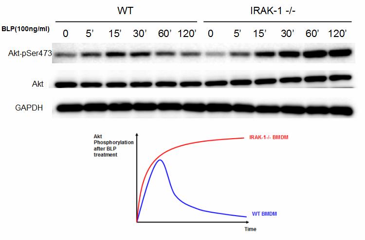 In contrast, in IRAK-1 deficient BMDMs, the level of negative regulation is much reduced. Figure 4-2.