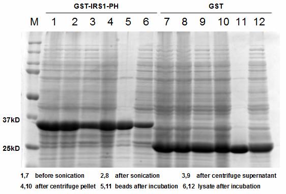 system and Immobilized Glutathione Agarose Resin, we expressed and purified the GST-IRS-1-PH domain protein as well as GST protein (Figure 4-4).