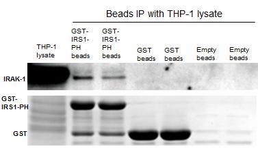 Figure 4-5. IRAK-1 binds IRS-1-PH domain in vitro. The upper part is Western Blotting probed with IRAK-1. The lower part SDS-PAGE gel stained with Instant Blue stain.