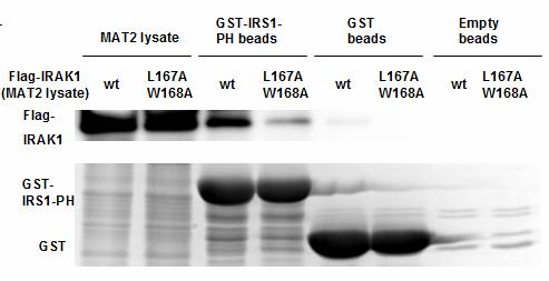 Figure 4-6. IRAK-1 LWPPPP motif is the binding site to IRS-1. Exogenous flag-irak-wt and flag-irak1-(l167a,w168a) were incubated with GST fusion protein.