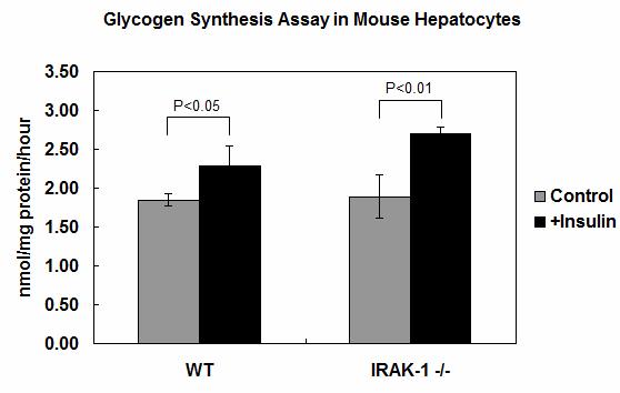 Figure 4-8. IRAK-1 negatively regulates glycogen synthesis in mouse hepatocytes.