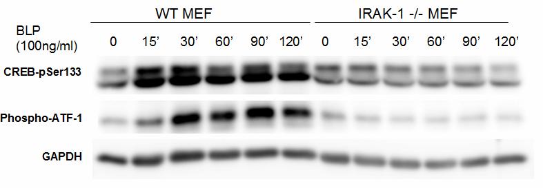 To examine these connections, we stimulated mouse MEFs and BMDMs with TLR2 agonist BLP and TLR4 agonist LPS, and detect CREB-Ser133