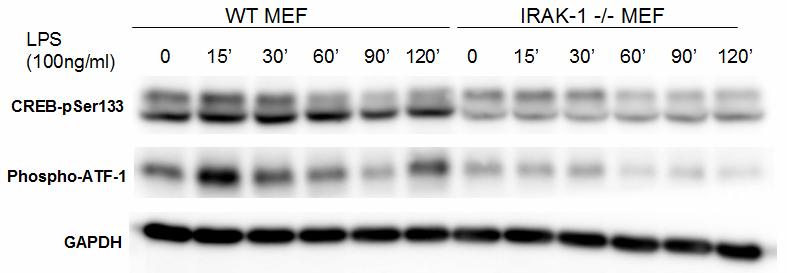 Our data clearly show that, in both MEF and DMDM cells, CREB-Ser133 and ATF-1 phosphorylation levels are rapidly and dramatically