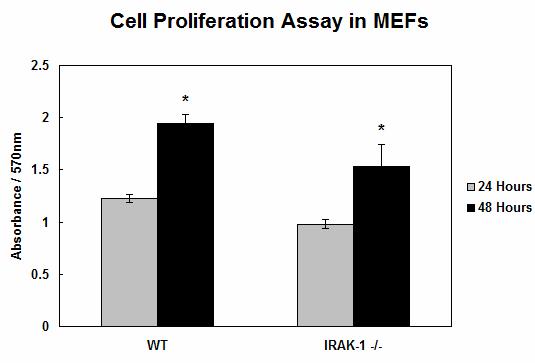 Figure 4-10. IRAK-1 may be involved with cell proliferation and cell survival in MEFs. The initial cell numbers are set the same at 5000 cells for wild type and IRAK-1 -/- MEFs.