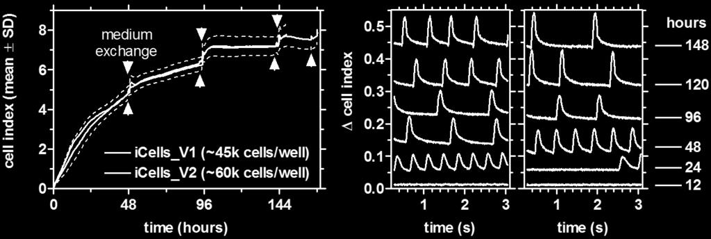 cardiomyocytes short-/long-term ms s min hrs - d early assay for contractility?
