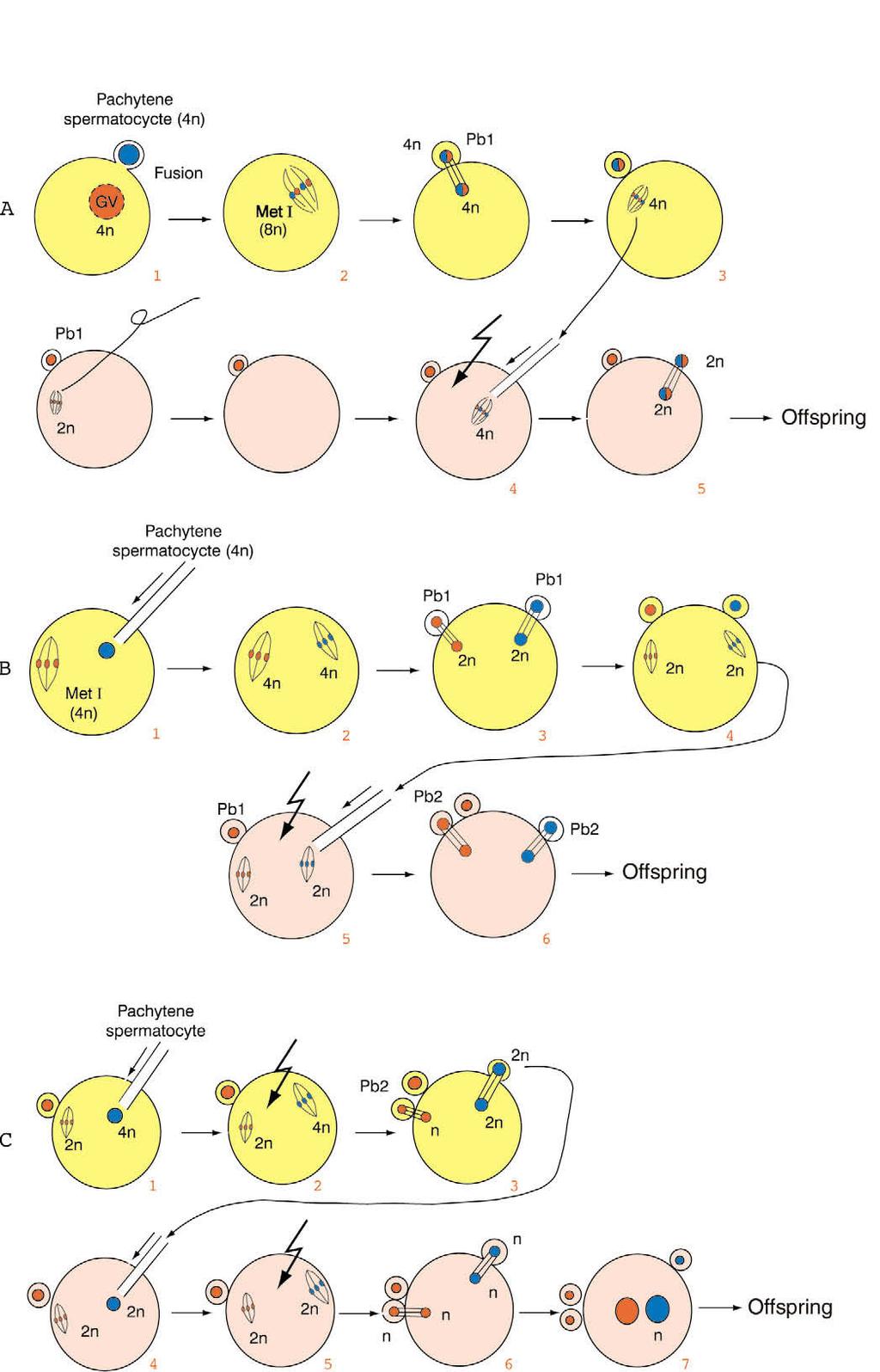 Figure 16. Production of offspring using primary spermatocytes.