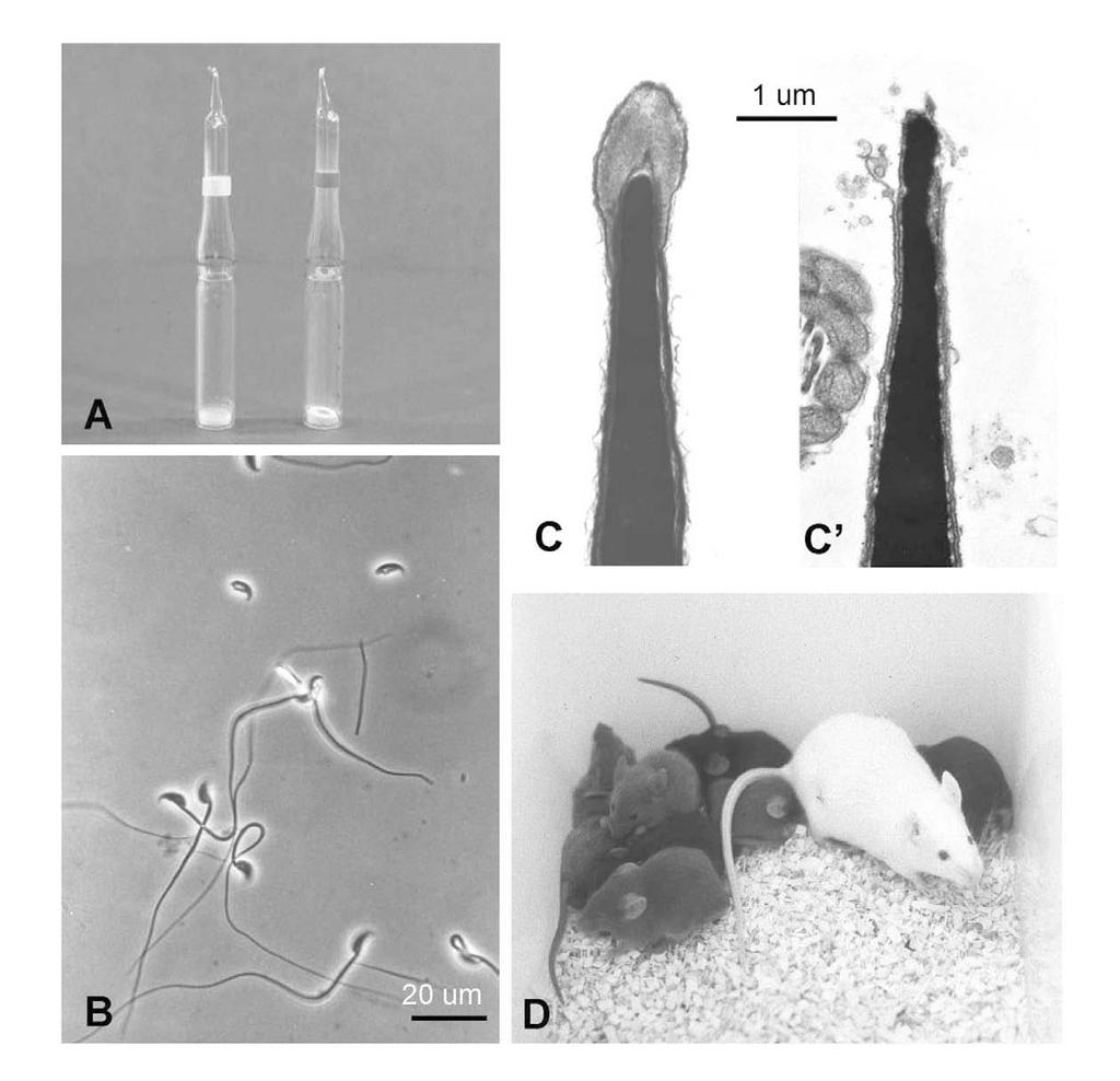 Figure 6. Freeze-dried mouse spermatozoa. (A) Glass ampoules with freeze-dried spermatozoa.
