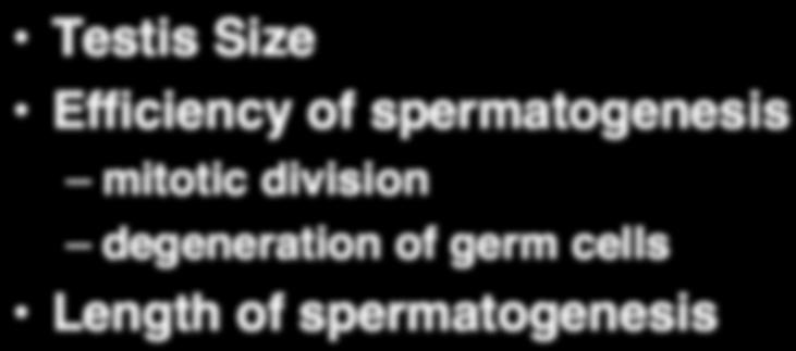 Variation in Sperm roduction Testis Size Efficiency of spermatogenesis mitotic division degeneration of germ cells Length of spermatogenesis poptosis of Germ Cells Season Disease Trauma or heat