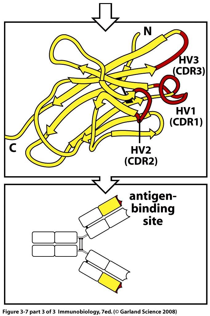 Hypervariable regions form the antigen binding sites Antigen binding site: 3 HV regions from heavy chain 3 HV regions from light chain (Two of
