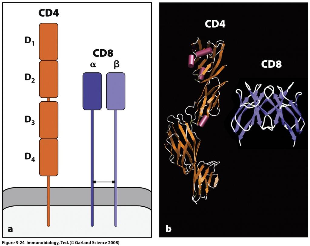 CD4 and CD8 structure CD4: single chain, 4 Ig-like domains.