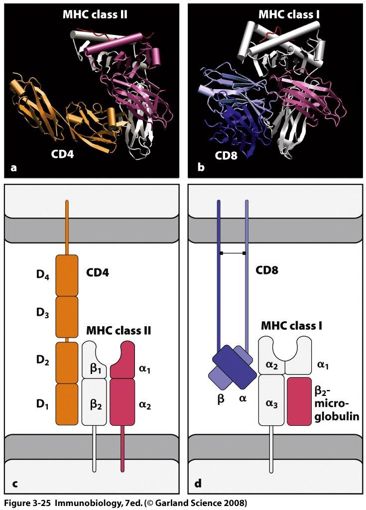 Coreceptors stabilize MHC-peptide interactions Affinity of a TCR