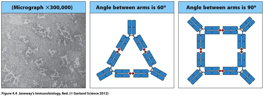 Antibodies have flexible hinges Allows antibodies to reach a variety of antigen